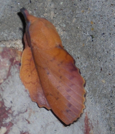 falena a forma di foglia - Gastropacha quercifolia